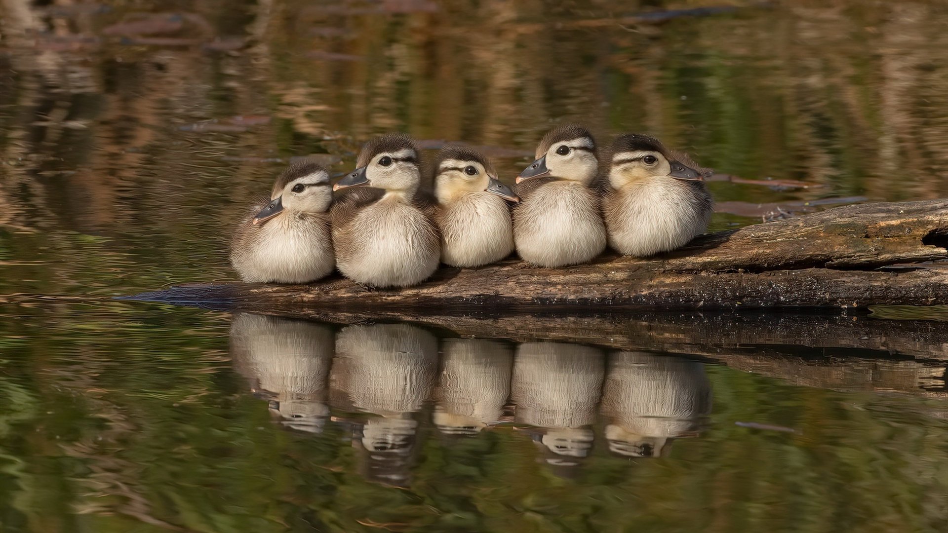 爱游戏娱乐-QQ飞车“极速争锋”年度总决赛迎来高潮，qq飞车如何挑战极速之巅