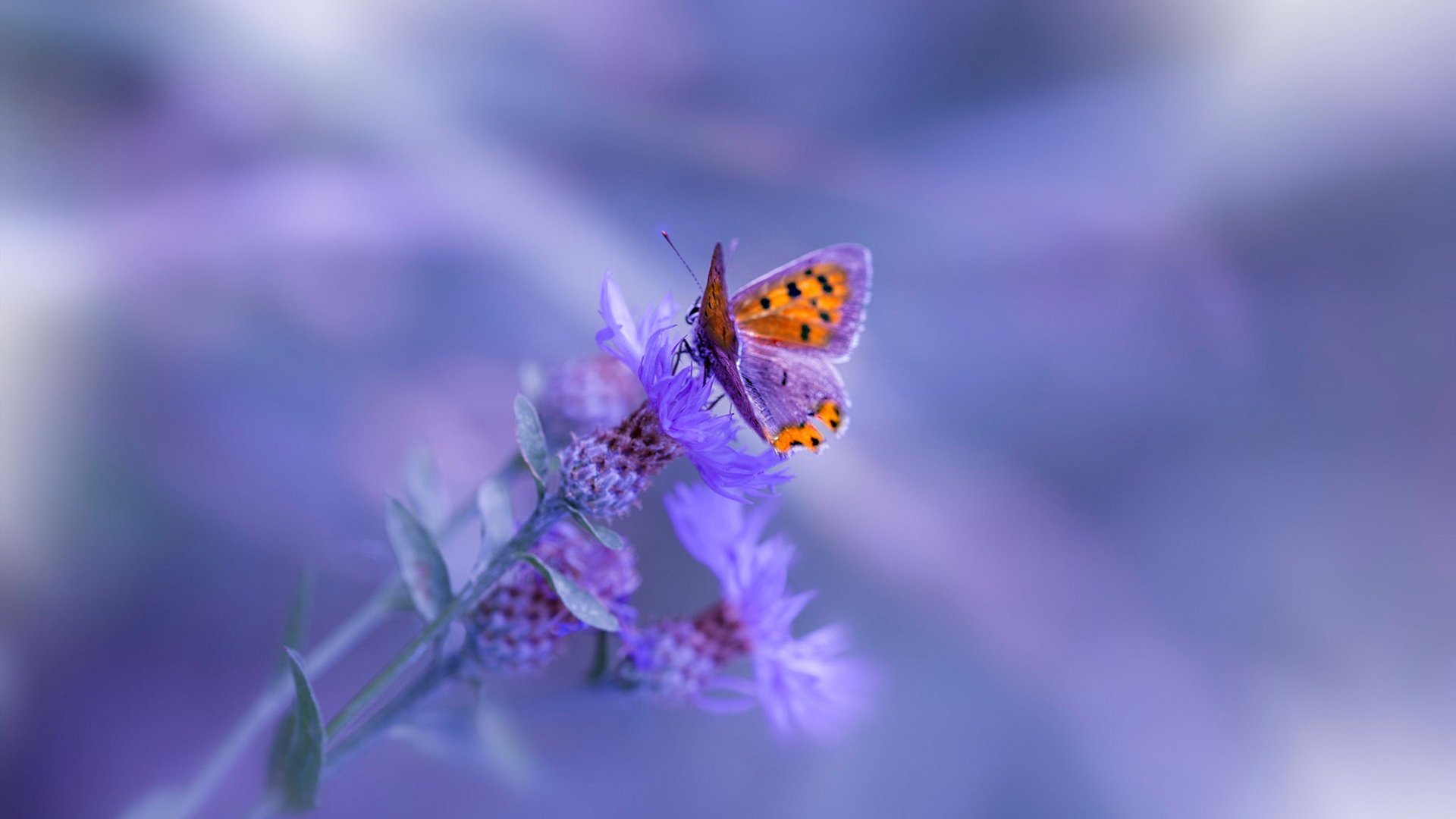 爱游戏官方网站-_跨界运动会：全方位挑战极限，刺激无限_，跨世纪运动会