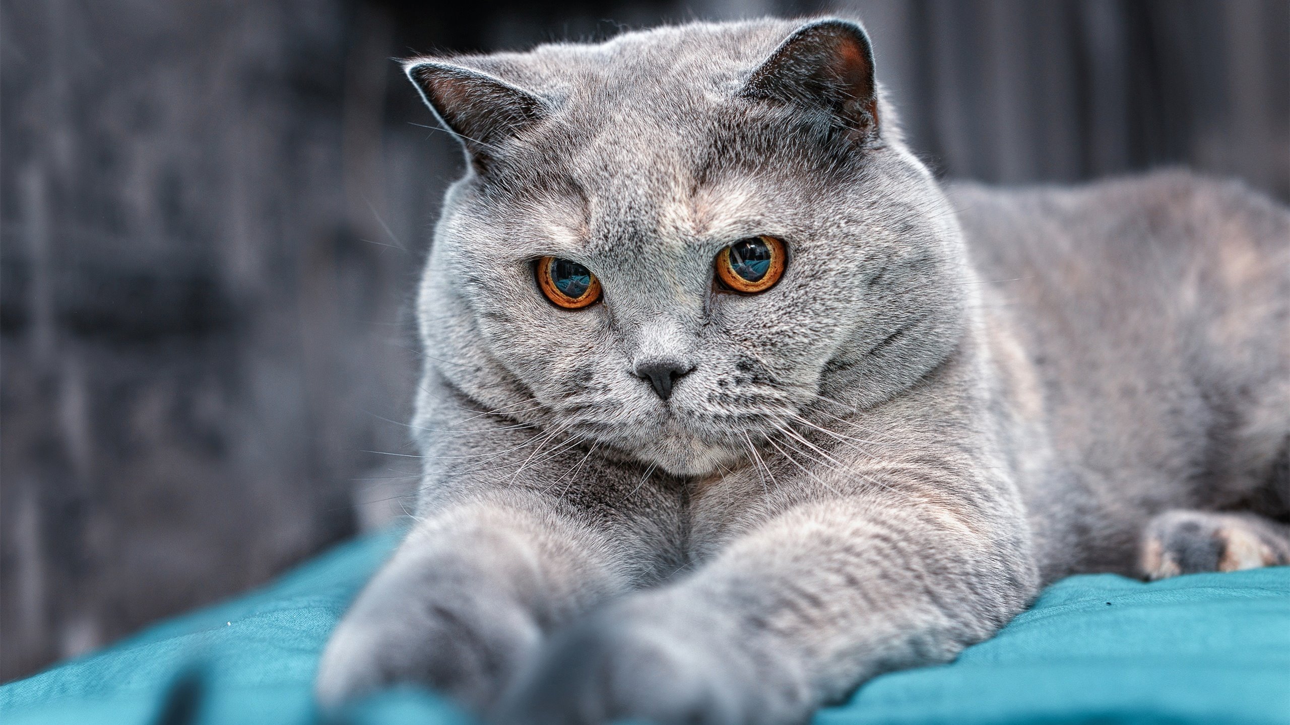 爱游戏下载-传奇对决：国家队勇夺冠军杯，传奇对决国服v5下载手游体验服