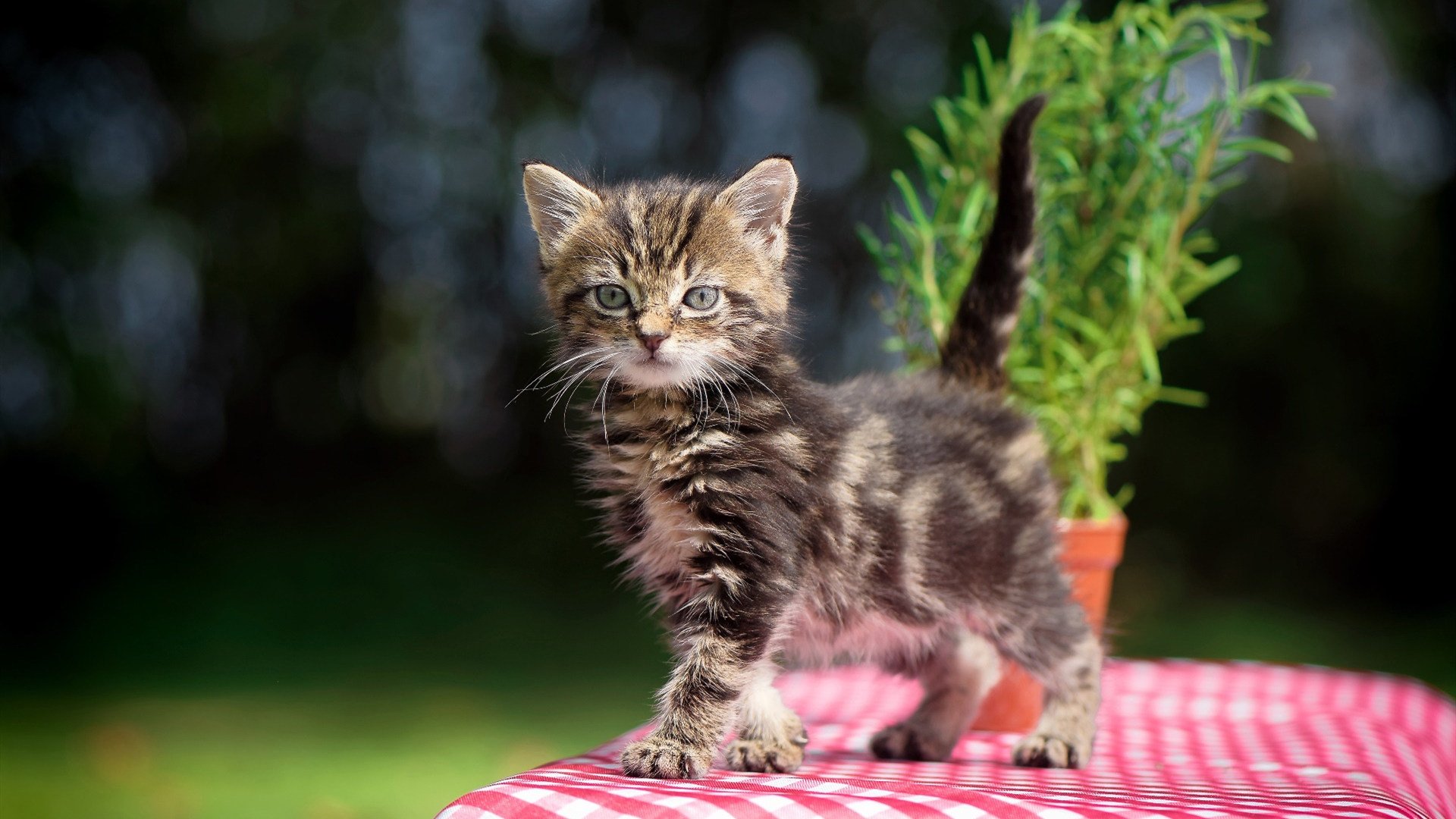 爱游戏体育平台-“未来之星：青少年足球排行榜公布，激励少年奋进”，未来少儿足球俱乐部