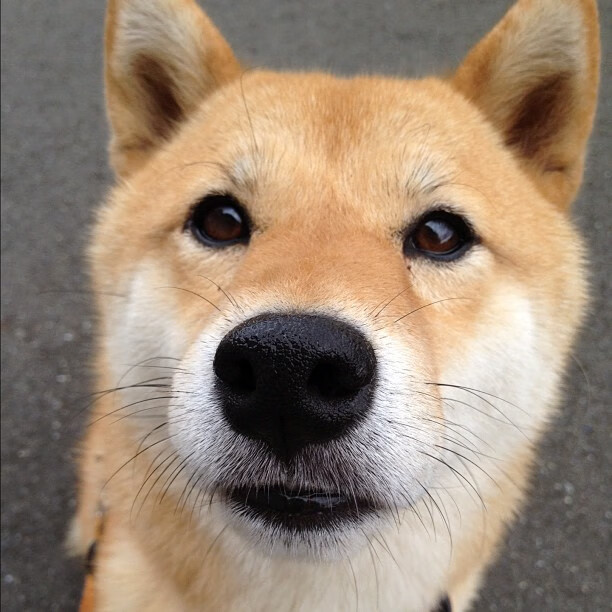 爱游戏娱乐网址-全球热议：“伊朗足球，把沙漠风暴带进了冰雪世界”，伊朗是沙漠地带吗