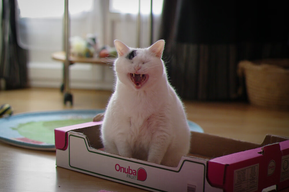 爱游戏电竞官网-上海申花将对阵北京国安,实力悬殊的对决引人期待!,上海申花vs北京国安集锦