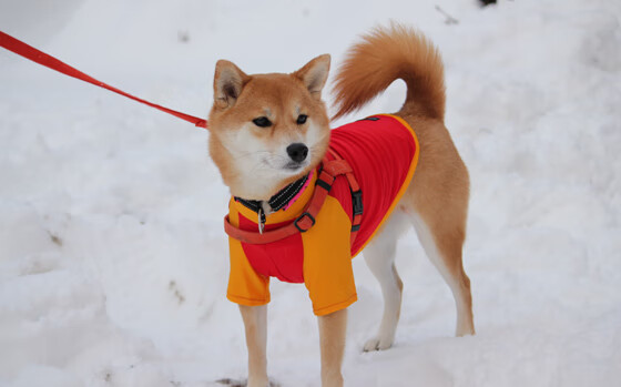 爱游戏平台-日本马术协会举办马术教练培训班，提升教练员水平。，日本 练马