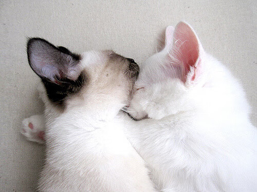 爱游戏体育APP下载-Team Liquid备战世界赛全纪录