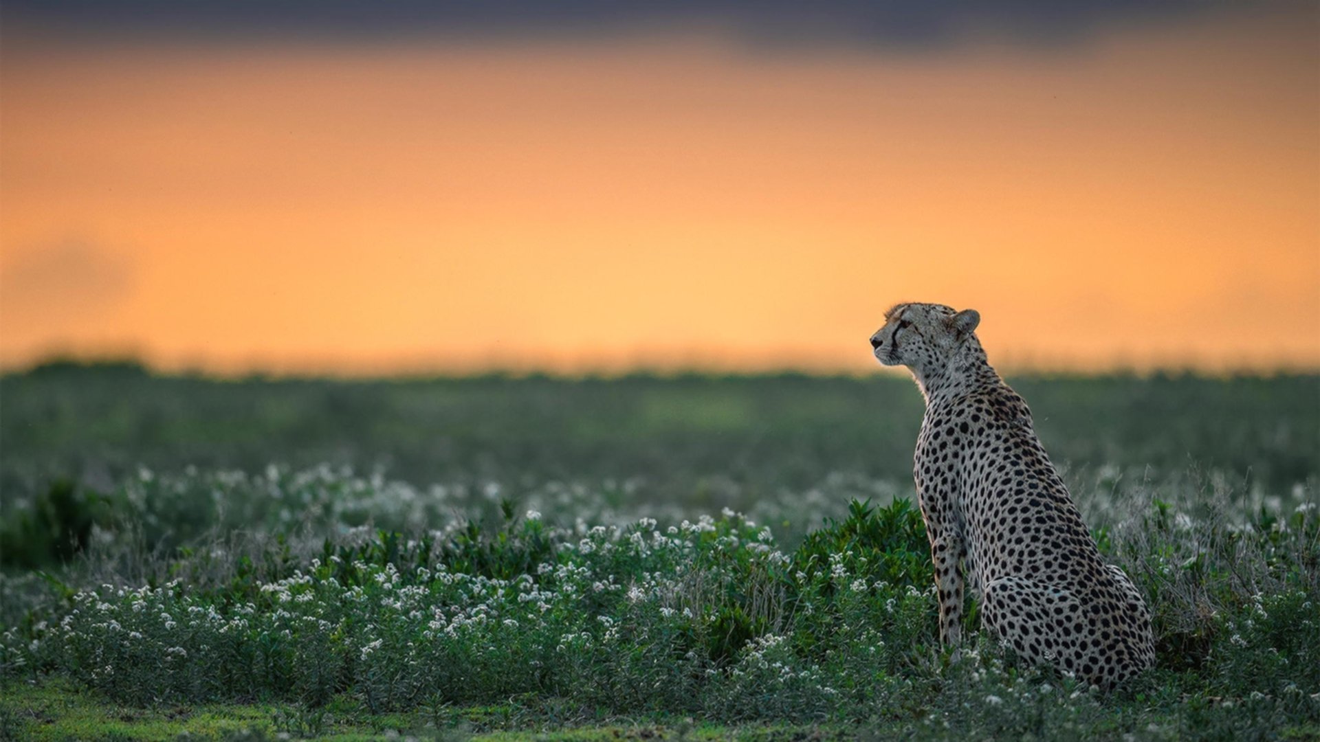 爱游戏官方-NBA赛季助攻效率关键因素,nba助攻率什么意思