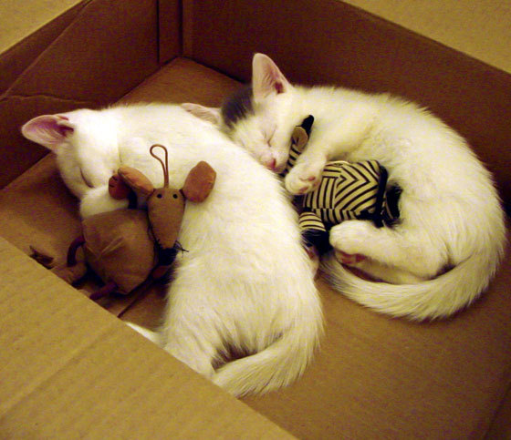 -法甲球队利用视频分析提升防守协作与站位效率,法甲球队介绍