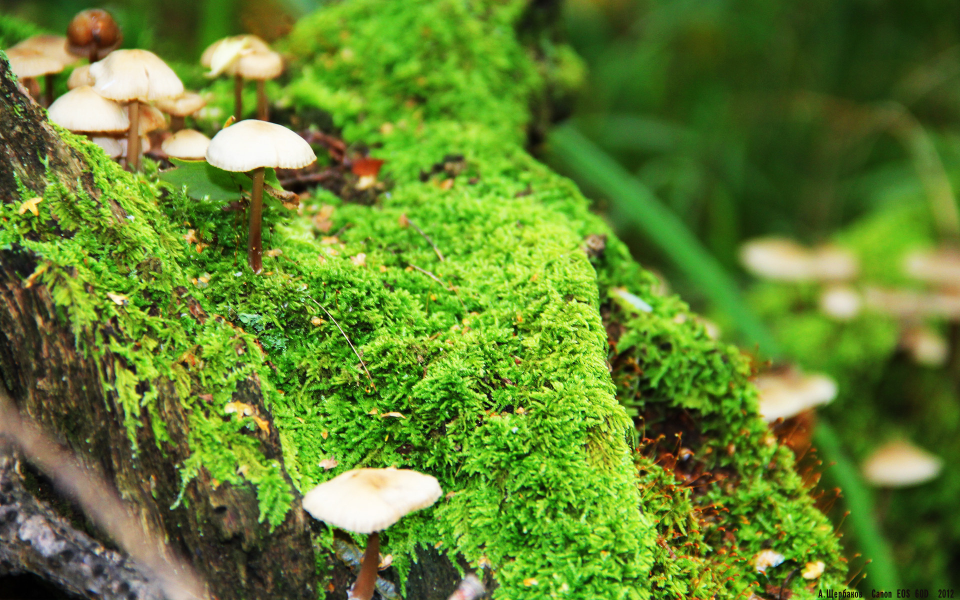 爱游戏体育-揭秘：热那亚艰难胜出，继续欧冠征程！，热那亚足球队最新新闻