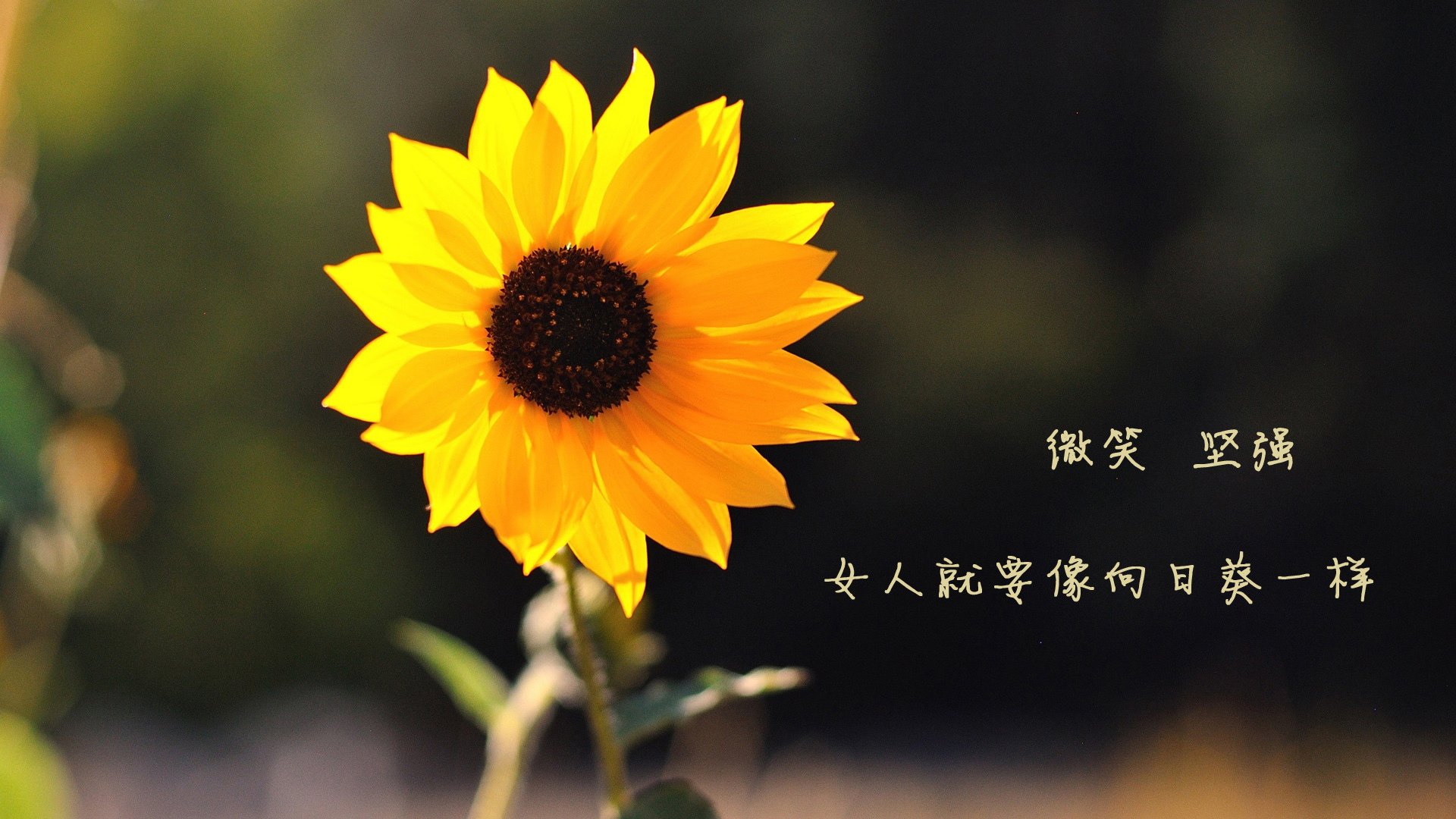 AYX GAME-欧洲杯战术创新：变化多端引领新潮！，欧洲杯战术分析