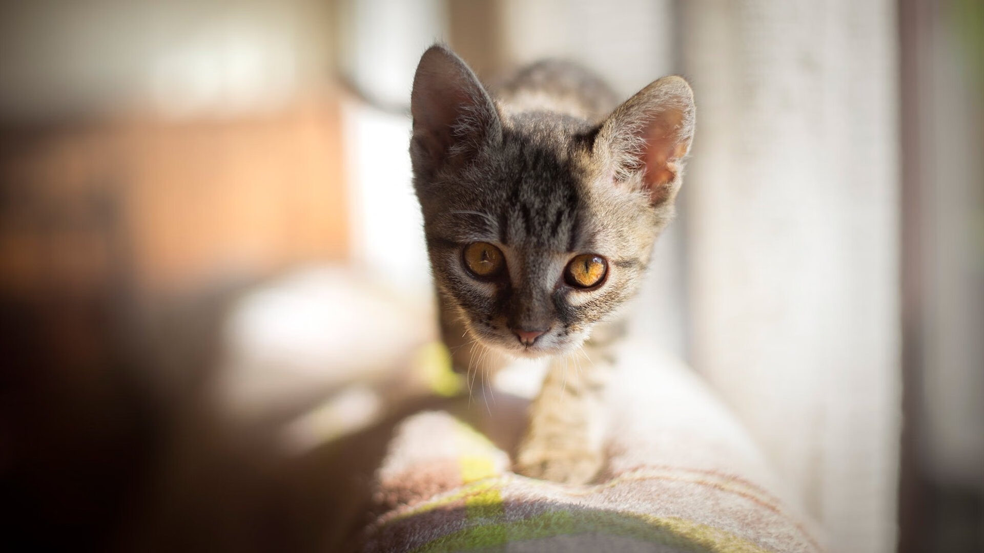 AYX官网-英超冠军争夺：每一场都是王者的碰撞，英超冠军2020-2021